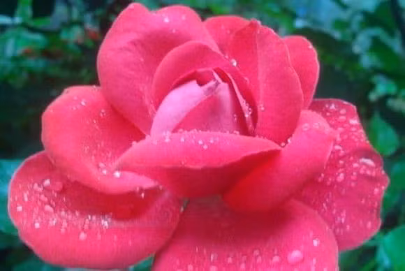 Nhung nguoi thuoc 5 ngay sinh duoi day, sinh ra da co phuc-Hinh-2