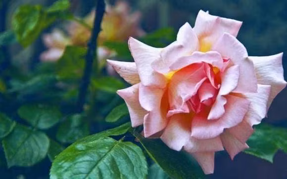 Nhung nguoi thuoc 5 ngay sinh duoi day, sinh ra da co phuc-Hinh-3