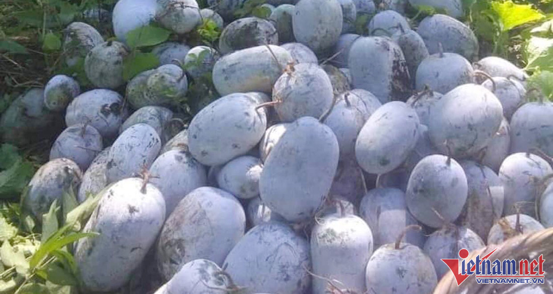 Tram tan bi xanh 5.000 dong/kg chang ai mua-Hinh-3