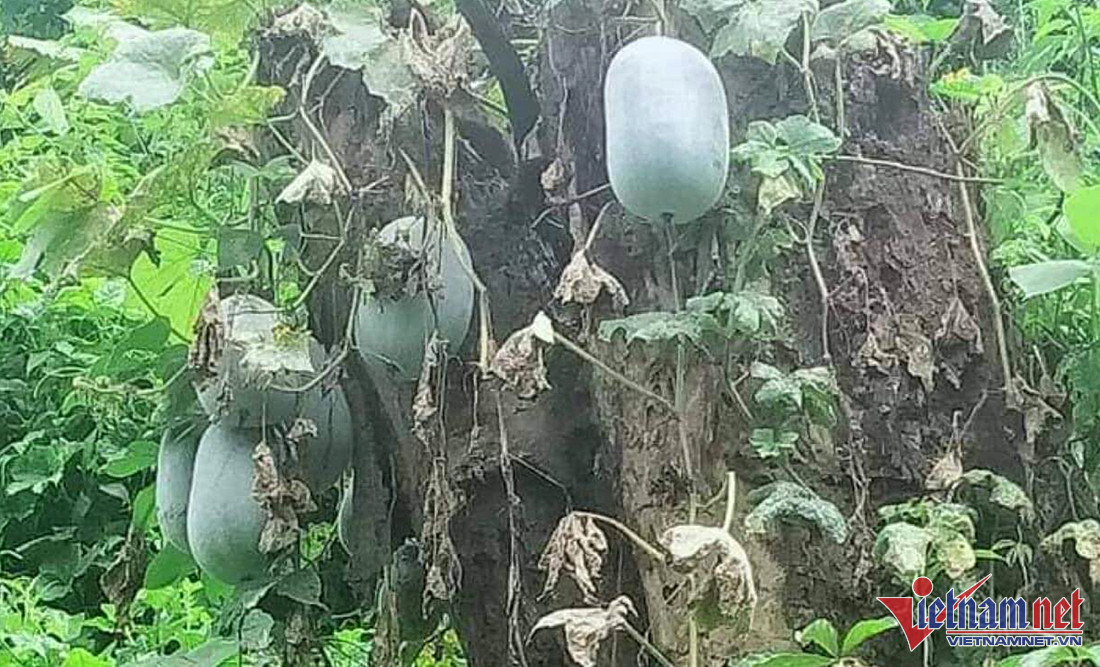 Tram tan bi xanh 5.000 dong/kg chang ai mua