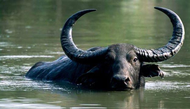 3 tuoi dam phai to kien lua, de bi tieu nhan loc lua nam 2023