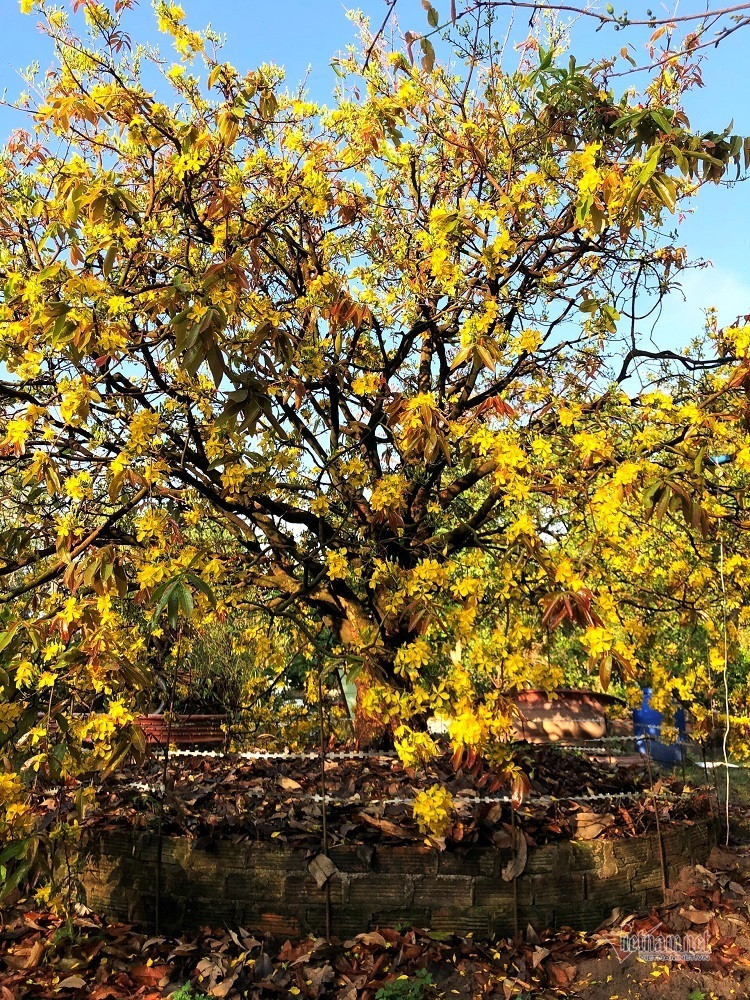 Mai co thu 100 tuoi gia 6,1 ty-Hinh-5