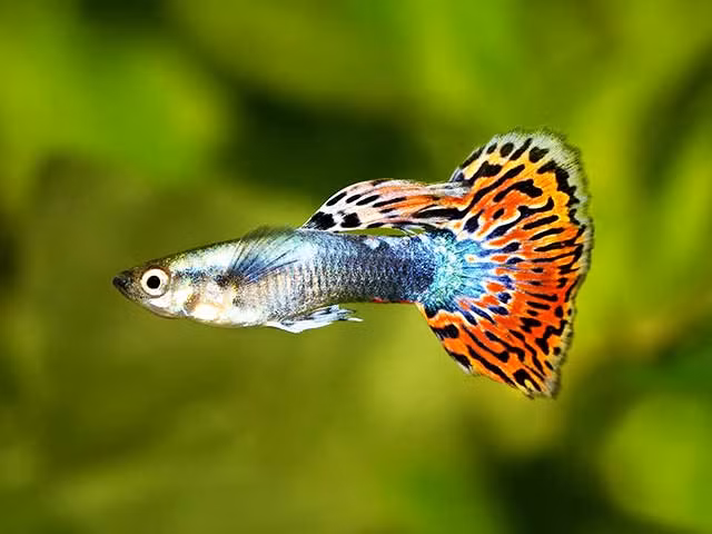 Trong nha dot nhien xuat hien 4 thu nay: Tien bac ao toi-Hinh-2