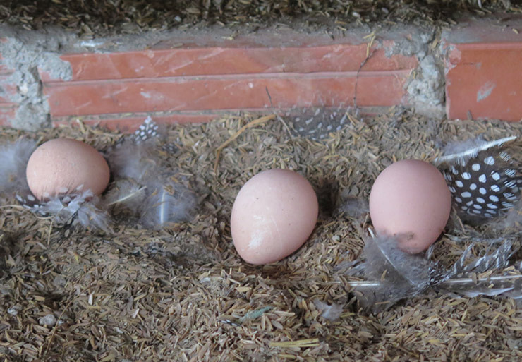 Loai ga la dip Tet dai gia co tien chua chac da mua duoc-Hinh-10