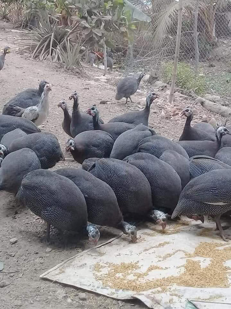 Loai ga la dip Tet dai gia co tien chua chac da mua duoc-Hinh-5