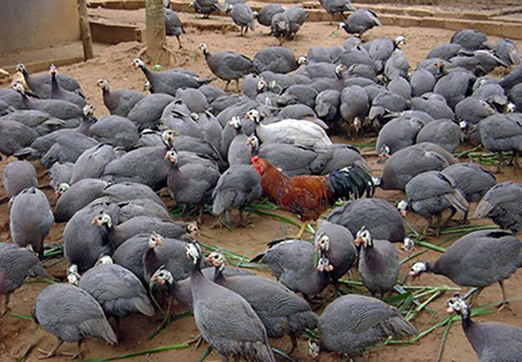 Loai ga la dip Tet dai gia co tien chua chac da mua duoc-Hinh-4