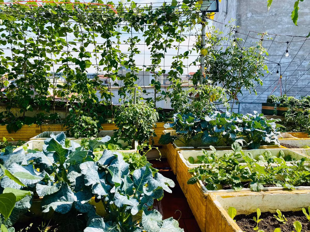 Khu vuon tren cao cung cap rau sach cho gia dinh tai Hai Phong-Hinh-4