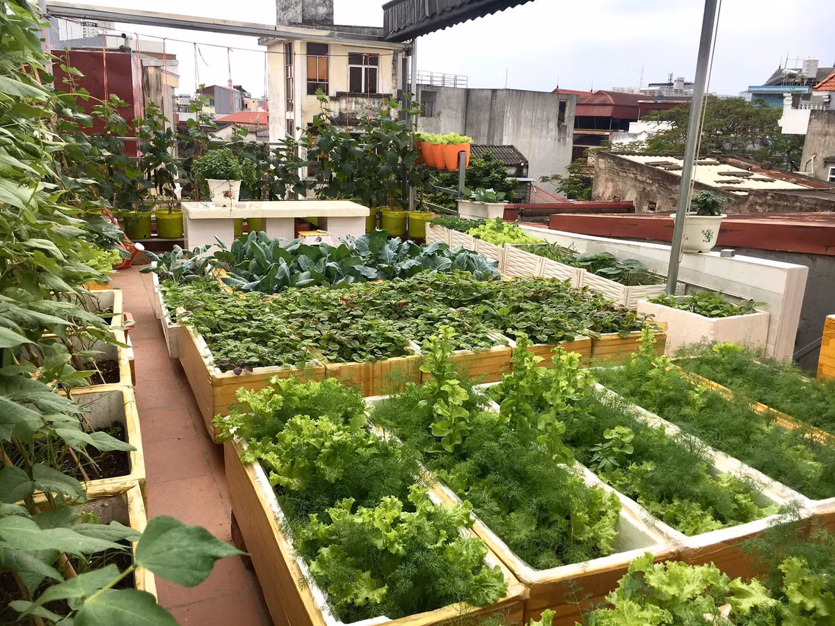 Khu vuon tren cao cung cap rau sach cho gia dinh tai Hai Phong