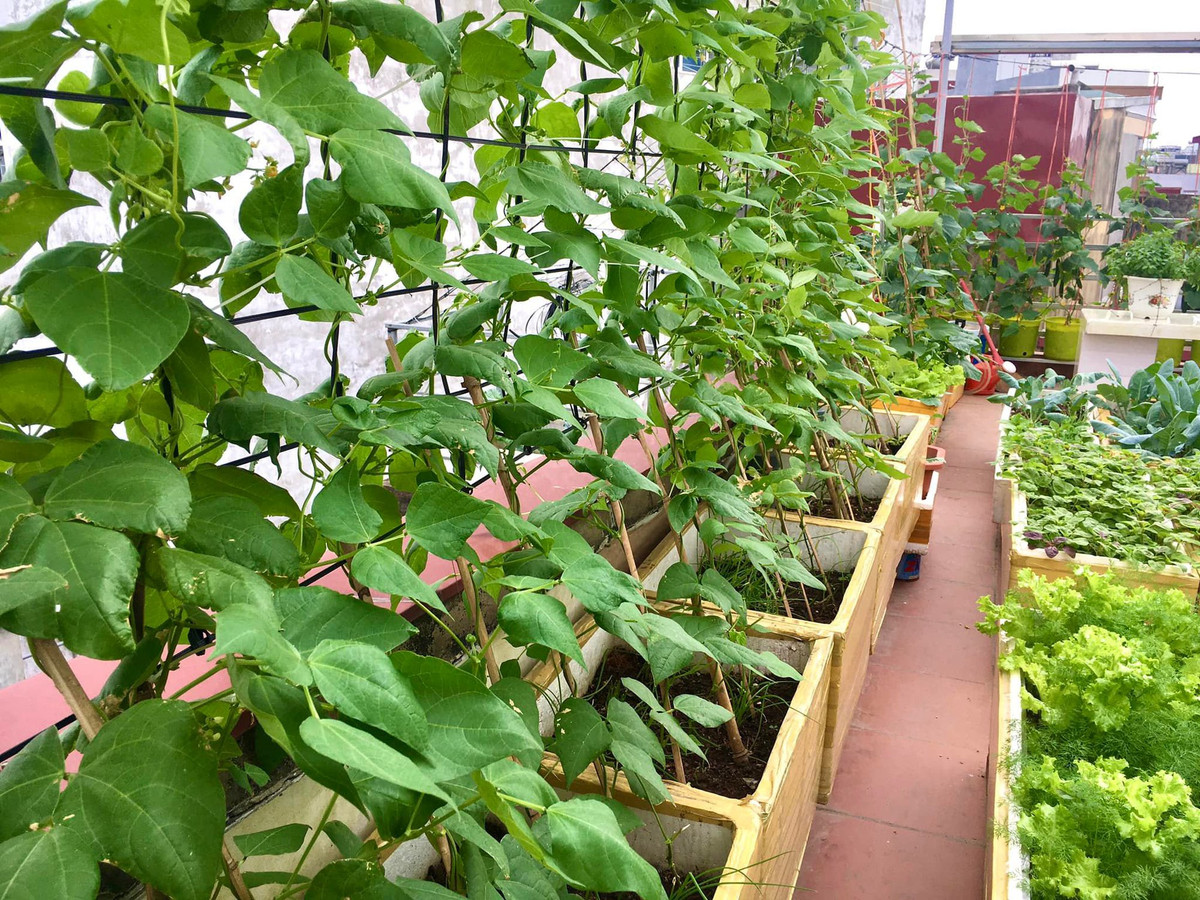 Khu vuon tren cao cung cap rau sach cho gia dinh tai Hai Phong-Hinh-2