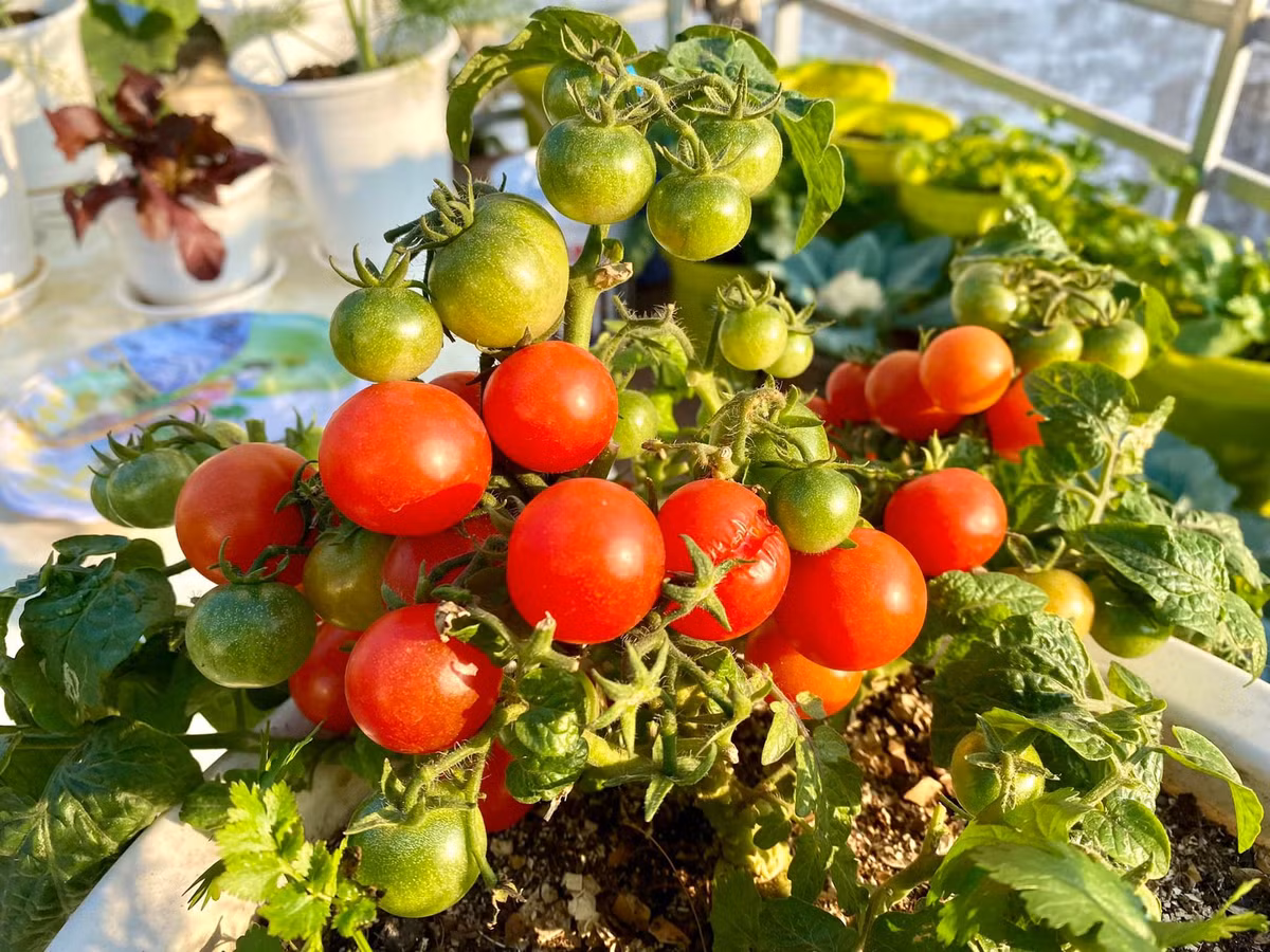 Khu vuon tren cao cung cap rau sach cho gia dinh tai Hai Phong-Hinh-5