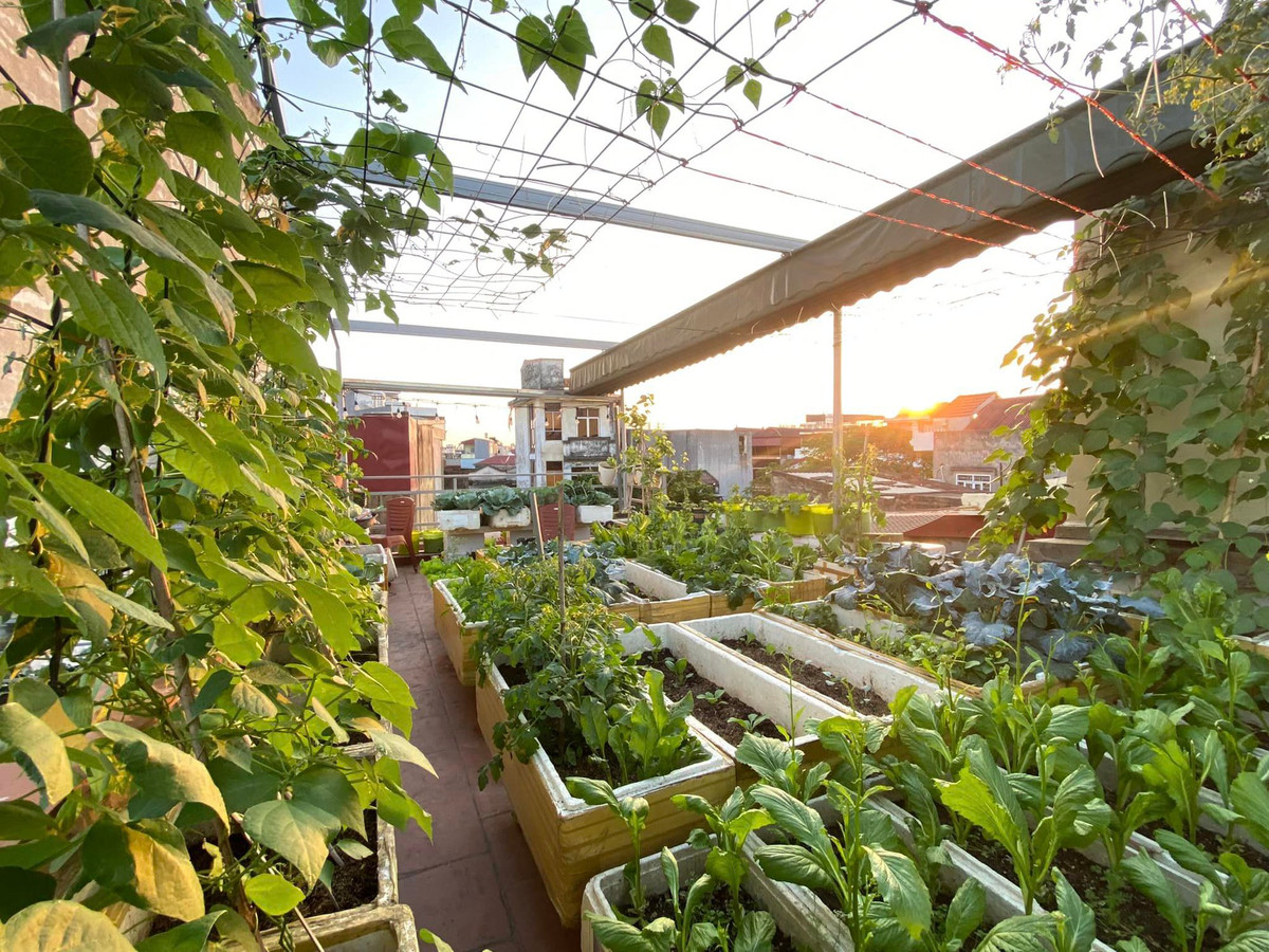 Khu vuon tren cao cung cap rau sach cho gia dinh tai Hai Phong-Hinh-6