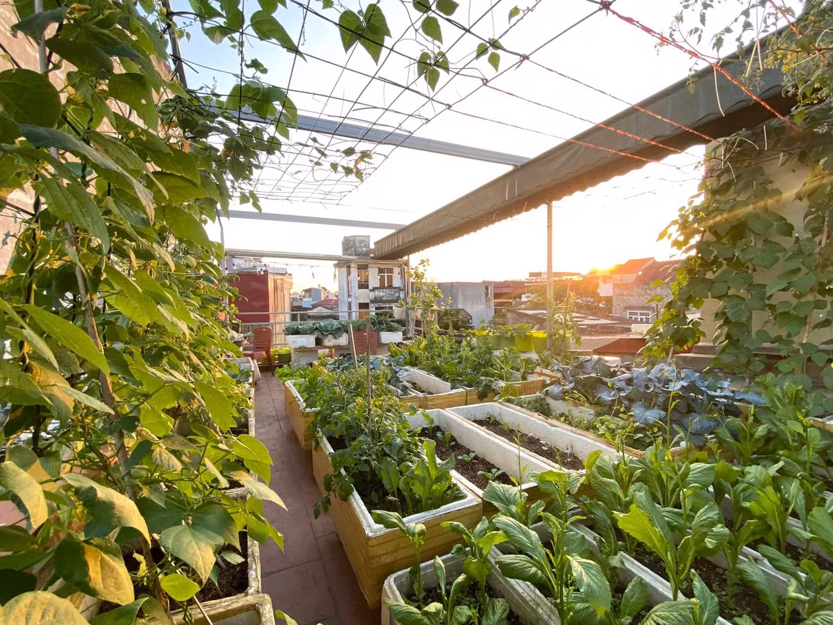 Khu vuon tren cao cung cap rau sach cho gia dinh tai Hai Phong-Hinh-6