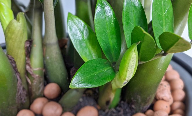 Trong nhà có 4 loài cây này nở hoa chứng tỏ điềm lành Trong nha co 4 loai cay nay no hoa chung to diem lanh