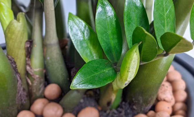 Trong nha co 4 loai cay nay no hoa chung to diem lanh