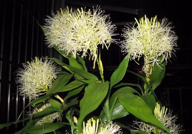 Trong nha co 4 loai cay nay no hoa chung to diem lanh-Hinh-2