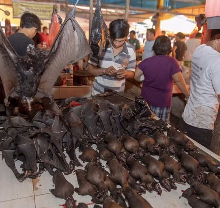 Leo vach da san cua bau, say chan la 