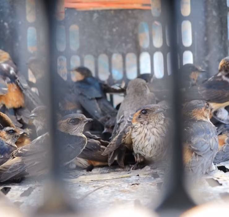 Leo vach da san cua bau, say chan la 