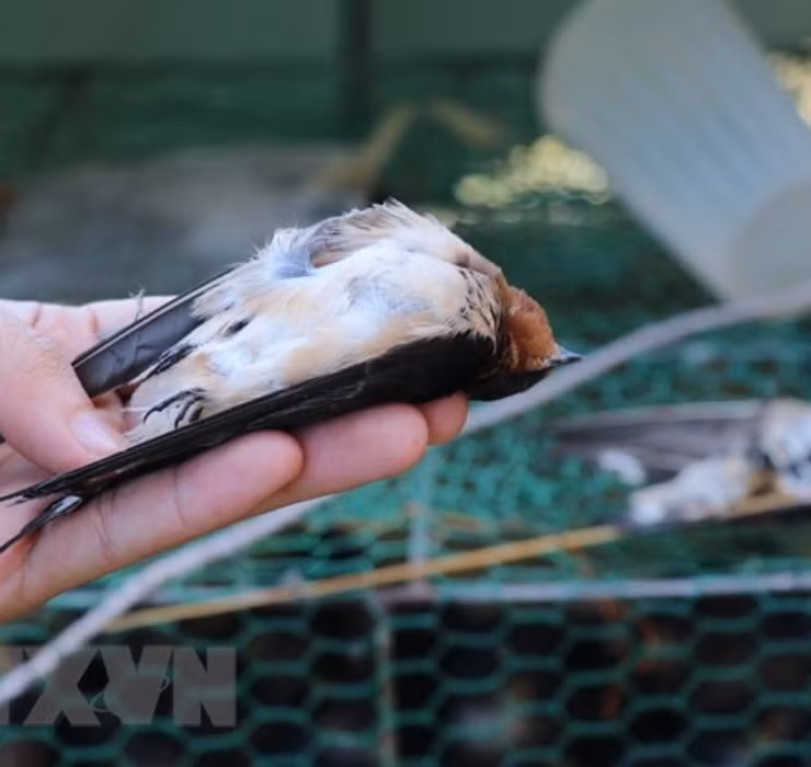 Leo vach da san cua bau, say chan la 