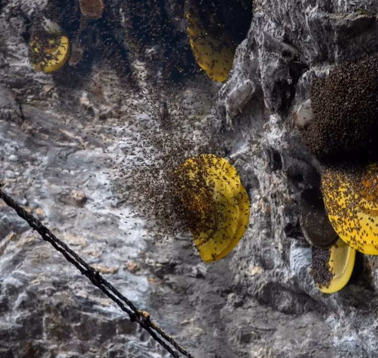 Leo vach da san cua bau, say chan la 