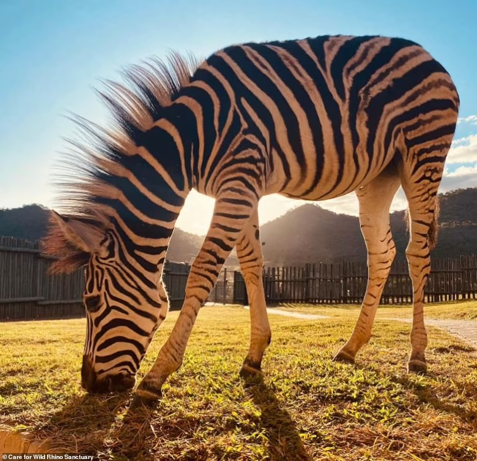 Sống sót qua những cơn bão dữ dội, con ngựa vằn giờ đang tận hưởng những ánh nắng ấm áp của mùa hè.