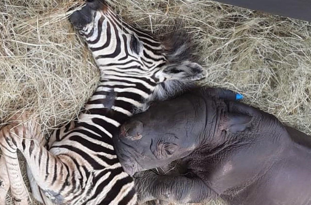 "Modjadji là tia sáng trong cuộc đời Daisy. Nó đã tới khu bảo tồn trong tình trạng rất tệ. Cả hai gặp nhau vào tháng 12 và trở nên thân thiết từ đó", một nhân viên khu bảo tồn nói với Daily Mail.