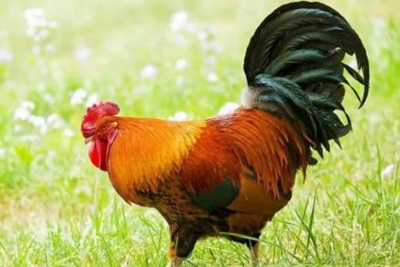 Bản thân luôn được người khác phái ưu ái xuất sắc, tài lộc cũng vô cùng dồi dào, tiền bạc rủng rỉnh, không phải lo lắng về tiền bạc.