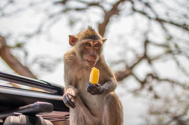 Thời điểm này, tuổi Thân sẽ gặp được quý nhân, được hướng dẫn tận tình, nhờ vậy mà mở ra được nhiều triển vọng mới, gặt hái được nhiều của cải hơn. 