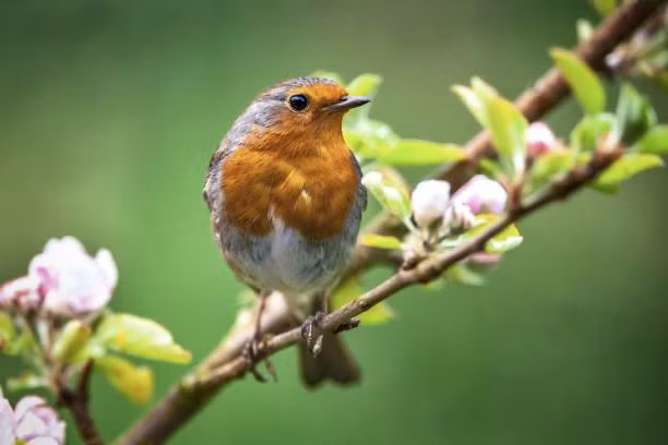 Van dao hoa toa sang, 4 con giap thoat kiep FA trong nam 2022-Hinh-3