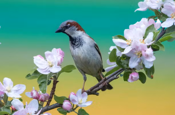 Van dao hoa toa sang, 4 con giap thoat kiep FA trong nam 2022