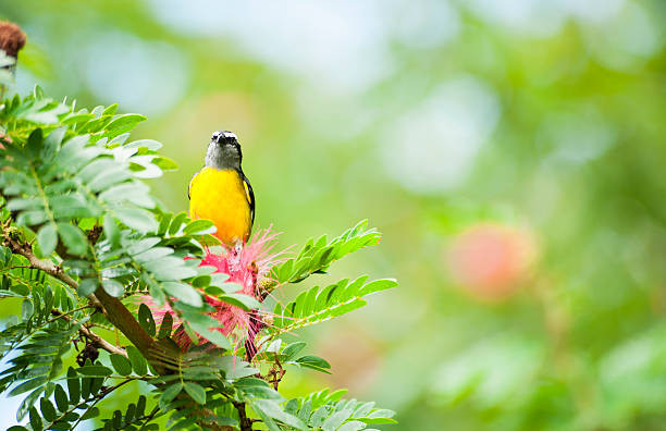 Van dao hoa toa sang, 4 con giap thoat kiep FA trong nam 2022-Hinh-2