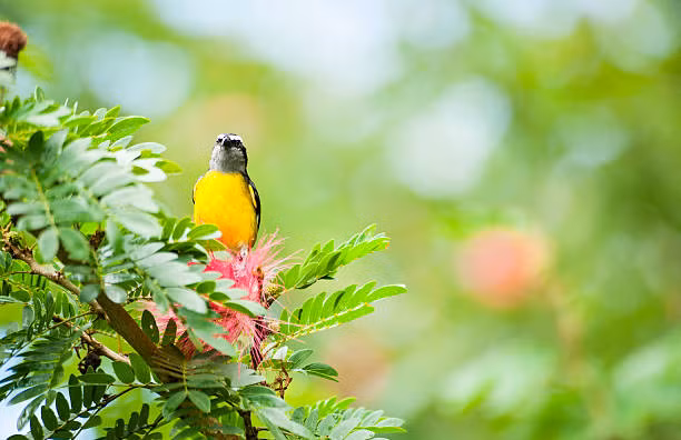 Van dao hoa toa sang, 4 con giap thoat kiep FA trong nam 2022-Hinh-2