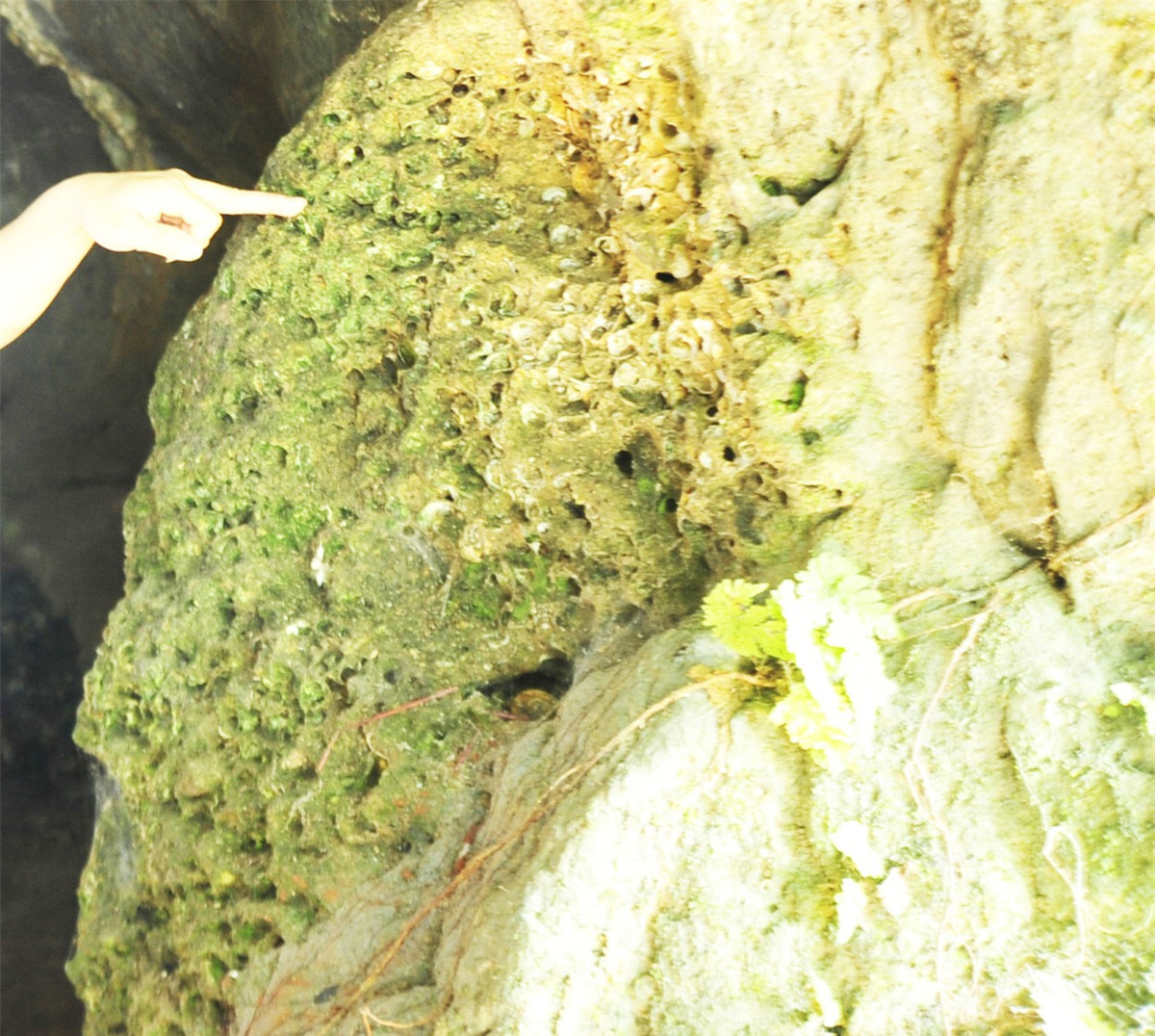 Khám phá động Người Xưa giữa lòng rừng nguyên sinh Cúc Phương ảnh 3