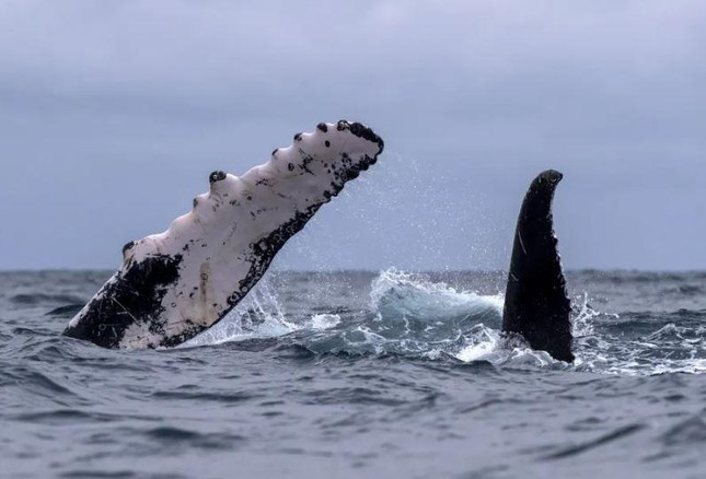 Cá voi lưng gù tới vùng biển xích đạo ngoài khơi Atacames, Ecuador để giao phối và đẻ con. Ảnh: Jose Jacome.