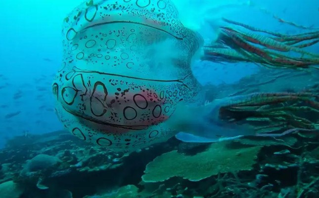 Một loài sứa mới được tìm thấy ở Papua New Guinea. Ảnh: Scuba Ventures Kavieng.