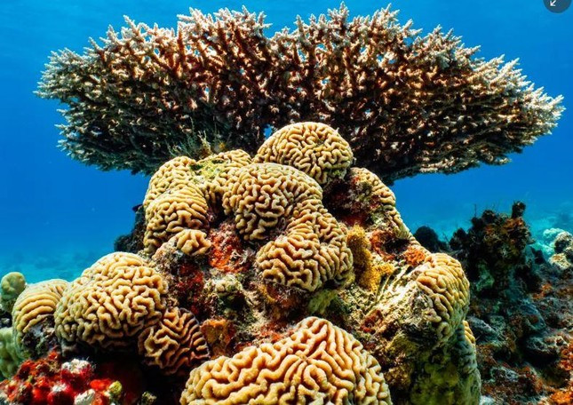 Cấu trúc san hô của loài acropora và thú mỏ vịt tại khu bảo tồn thiên nhiên Eilat ở Israel. Ảnh: Lukasz Larsson Warzecha.