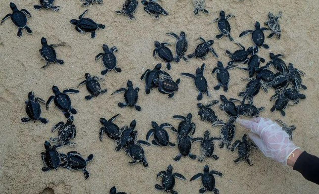 Hàng trăm con rùa biển con được thả xuống biển trên bãi biển Ketawai thuộc quần đảo Bangka Belitung của Indonesia. Ảnh: Resha Juhari.