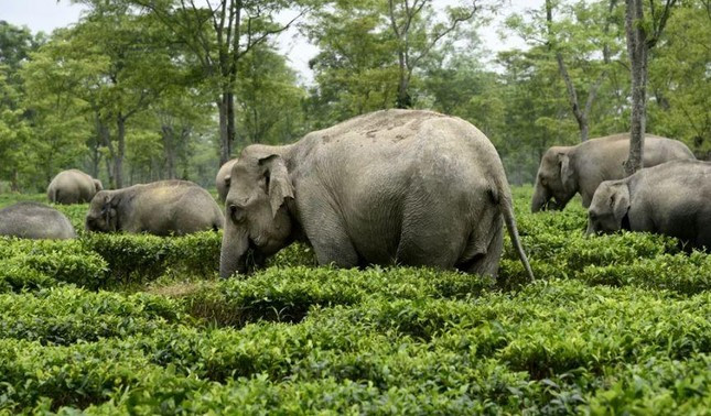 Đàn voi hoang dã gặm cỏ trong trang trại trà Letekujan ở quận Golaghat thuộc Assam, đông bắc Ấn Độ Ảnh: Anadolu Agency.
