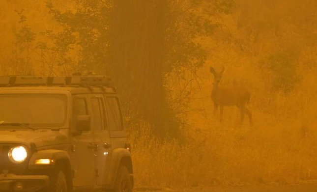 Một con hươu “ẩn hiện” trong đám khói cháy rừng ở Klamath, Yreka, California, Mỹ. Ảnh: David McNew.
