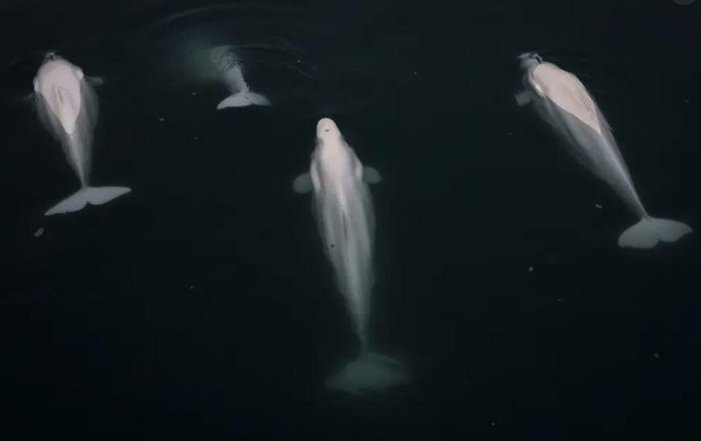 Cá voi trắng Beluga bơi gần quần đảo Svalbard, Na Uy. Ảnh: Anadolu Agency.