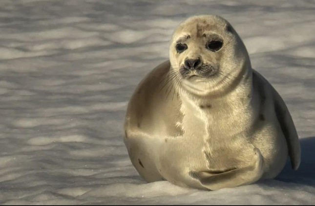 Một con hải cẩu có râu trên băng ở đảo Svalbard, Na Uy. Nếu nhiệt độ tiếp tục tăng, các sinh vật ở vùng Bắc Cực đối mặt với sự tuyệt chủng rất cao. Ảnh: Anadolu Agency.