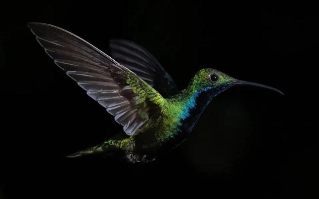 Một con chim ruồi trong một khu vườn ở Caracas, Venezuela Ảnh: Federico Parra.