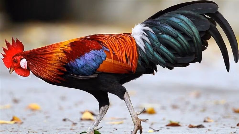 Cuoi thang 9 Am lich: Nguoi sao Ke Do 