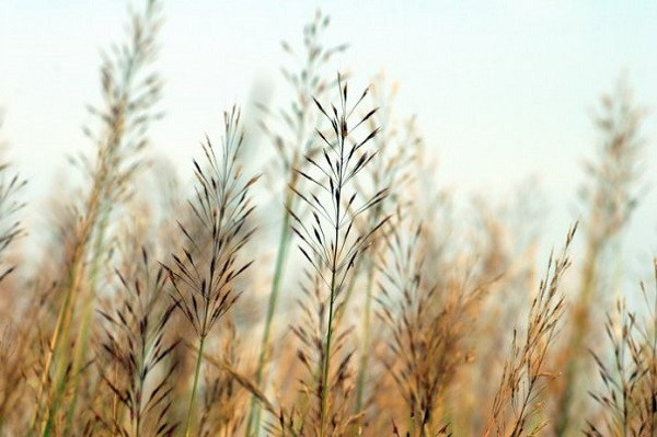 Họ luôn tràn đầy năng lượng và nhiệt huyết khi làm bất cứ việc gì. Ngay từ khi còn nhỏ đã bộc lộ rõ tư chất thông minh của mình nên từ đó mà thành lập nên ý chí vững vàng, kiên định mạnh mẽ.