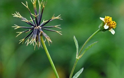 Dễ dàng nhận về tay các dự án mới, người làm kinh doanh hay người làm công ăn lương sớm lên chức. Sinh ra được trời phật phù hộ, cộng với bản lĩnh tự thân luôn vươn lên nên sự nghiệp của người này càng thêm suôn sẻ.