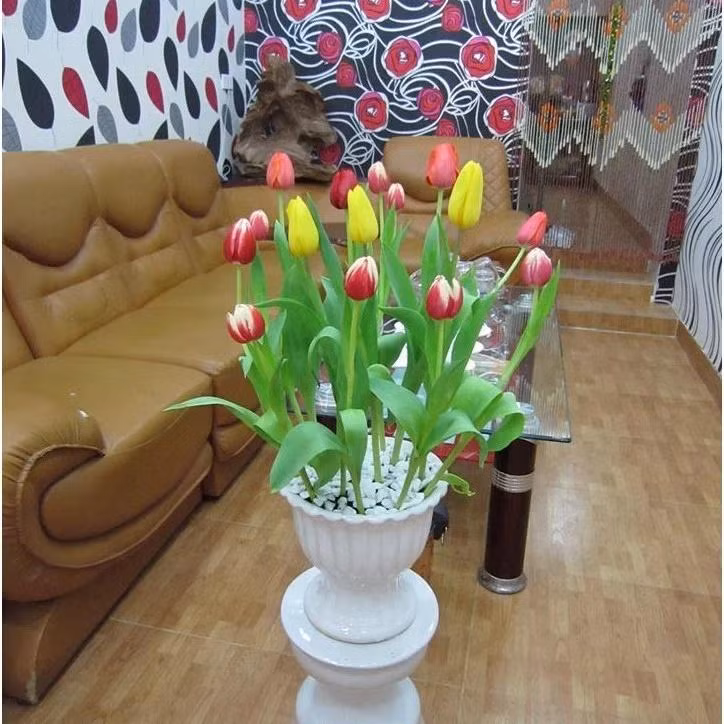 5 loai hoa dep nhung khong may, de trong nha moi goi van xui-Hinh-2