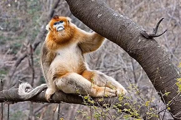 Con giap nu nao co duyen lay chong nha giau dai gia