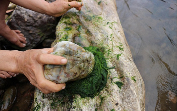Rêu thường mọc bám vào các gờ đá ở nơi lòng suối, chúng có quanh năm nhưng thời điểm từ tháng 11 đến tháng 3 là mùa rêu ngon nhất