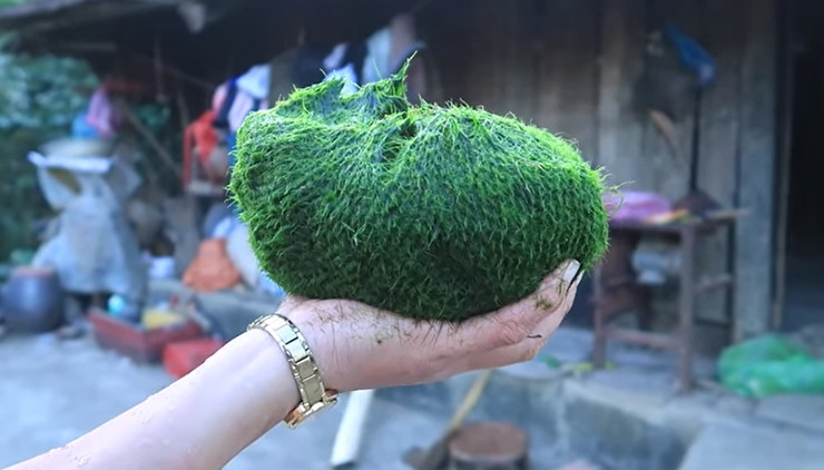 Rêu chỉ sống trong 7 ngày, khi nó mọc lên 3 - 4 ngày là đi vớt được rồi, còn quá 7 ngày nó trở thành màu trắng bệch và không ăn được nữa