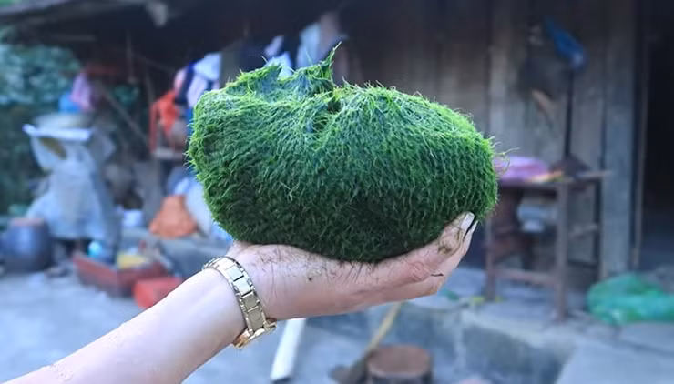 Rêu chỉ sống trong 7 ngày, khi nó mọc lên 3 - 4 ngày là đi vớt được rồi, còn quá 7 ngày nó trở thành màu trắng bệch và không ăn được nữa