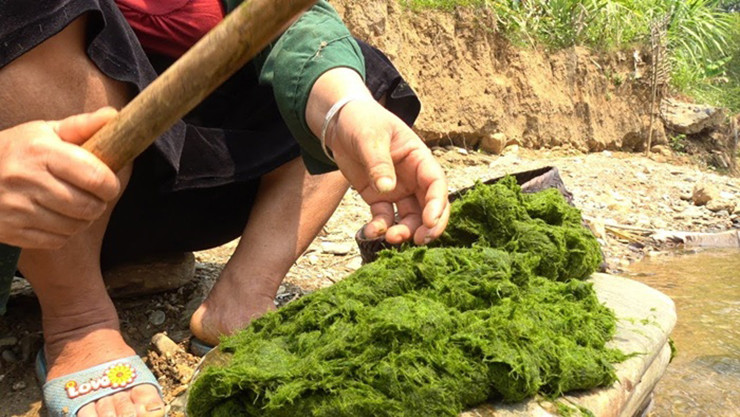 Khi vớt rêu, phải đứng ở dưới suối, hứng nước chảy từ trên rồi lấy tay quơ ngang.